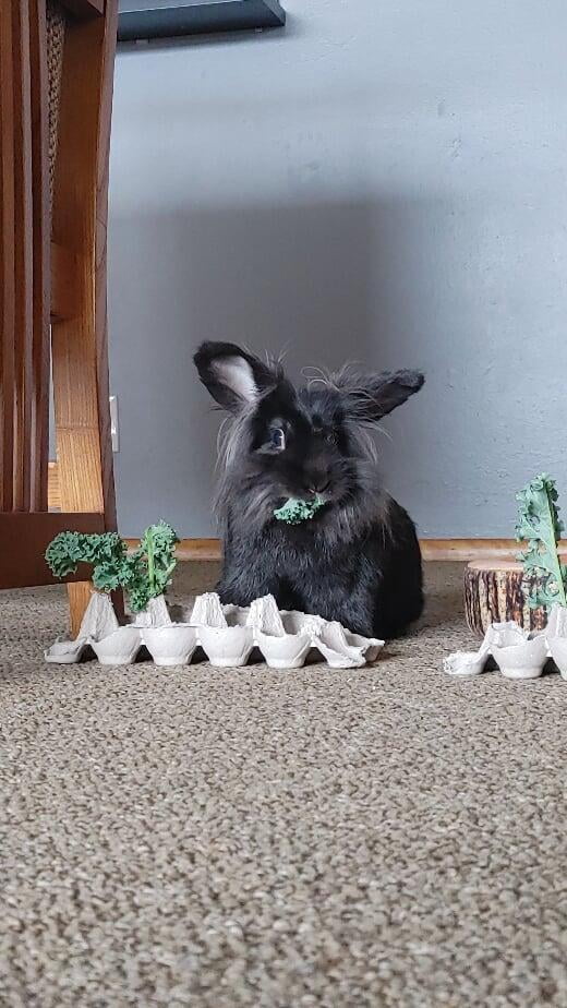 Chief Comfort Bunny, Horatio, eating kale out of an egg carton. 